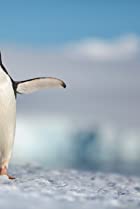 Penguins