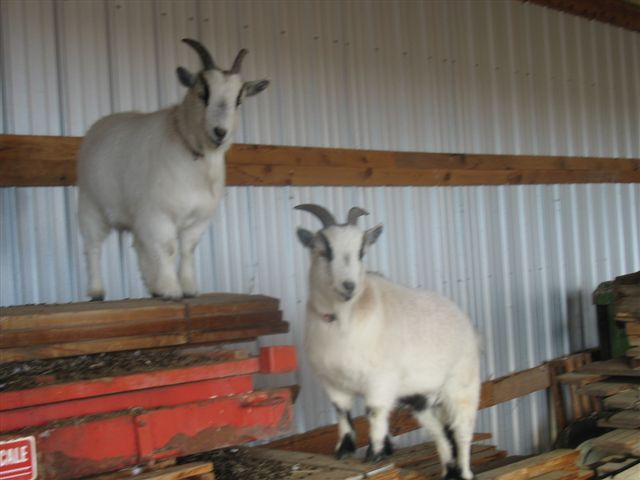 ahaycoman ahaycoman's profile