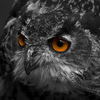 n18hthawk's profile