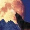 slywlf's profile