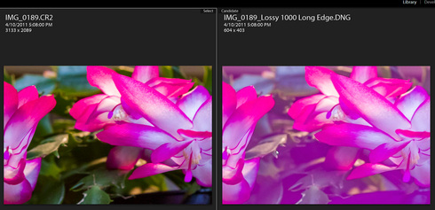 Adobe dng converter camera raw Adobe dng converter camera raw