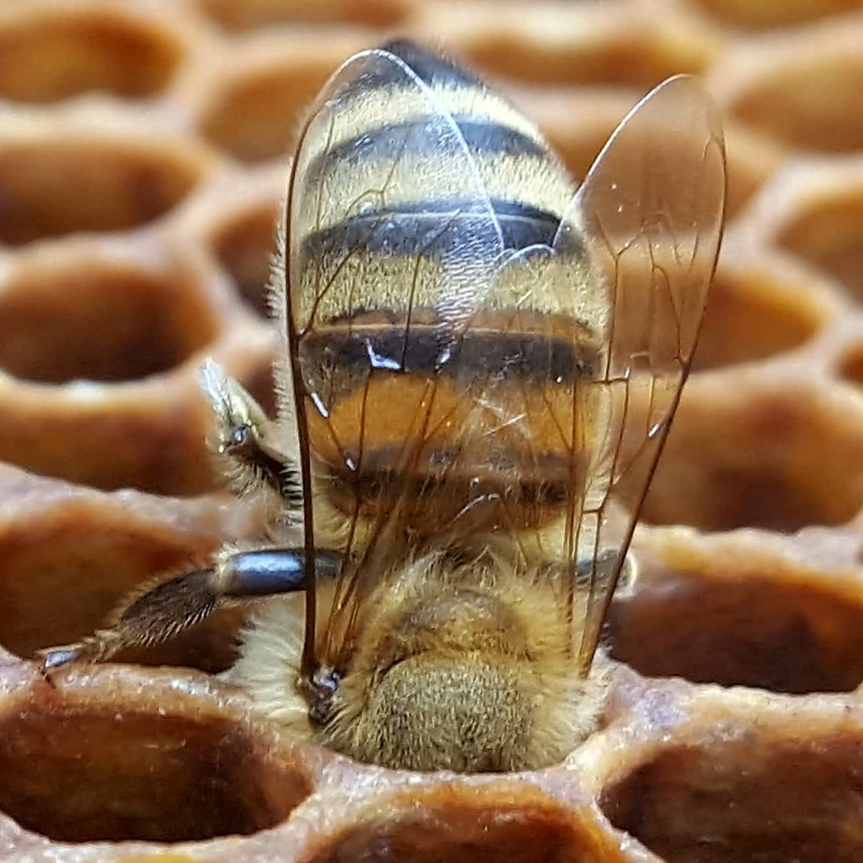 beegeek beegeek