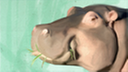 cheshas9193's profile