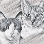 KittyMom's profile