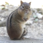 rightfooted's profile
