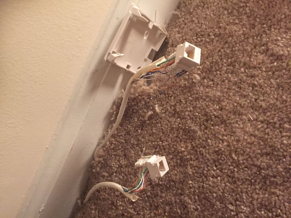 Dog ate electrical clearance wire